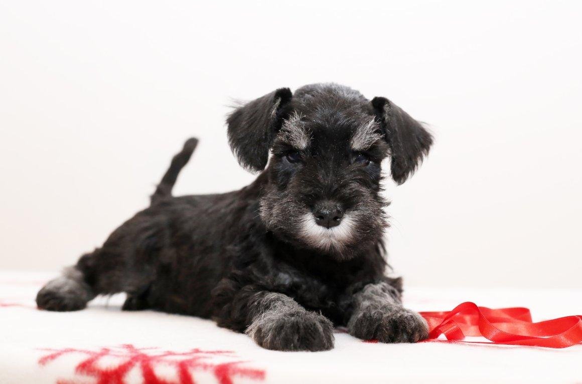 Цвергшнауцер черный щенок