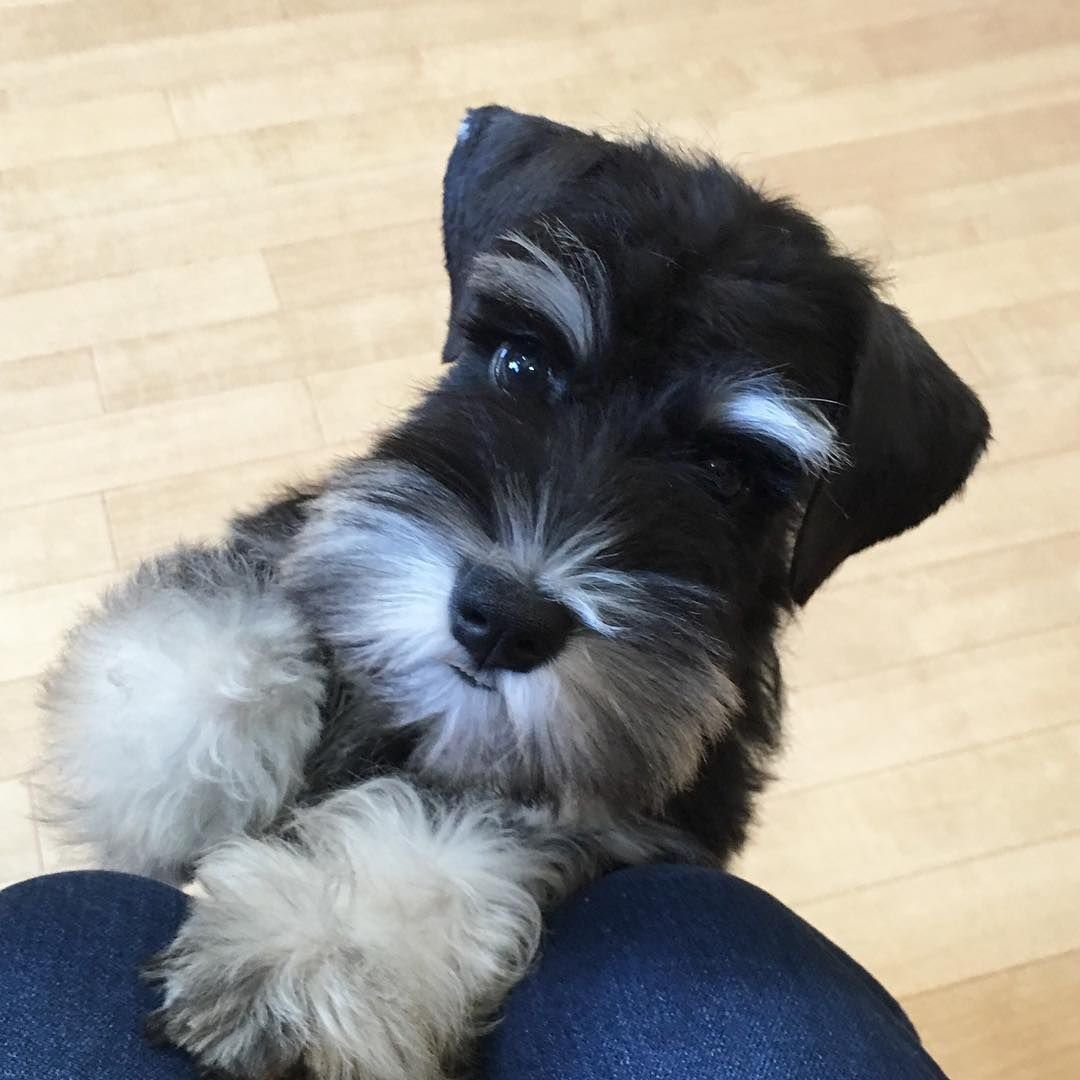 Милые собачки Цвергшнауцер