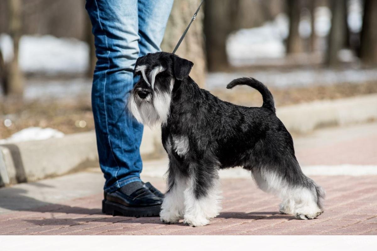 Цвергшнауцер черный с серебром