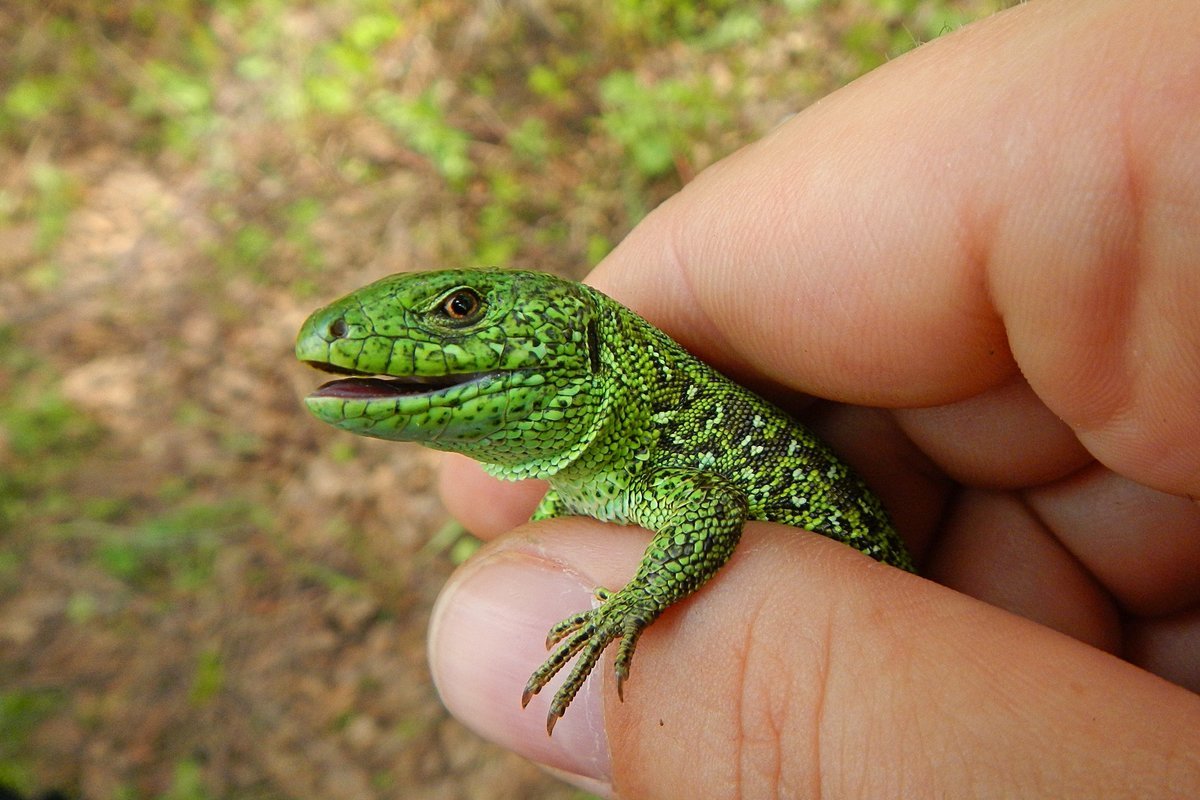 Прыткая ящерица