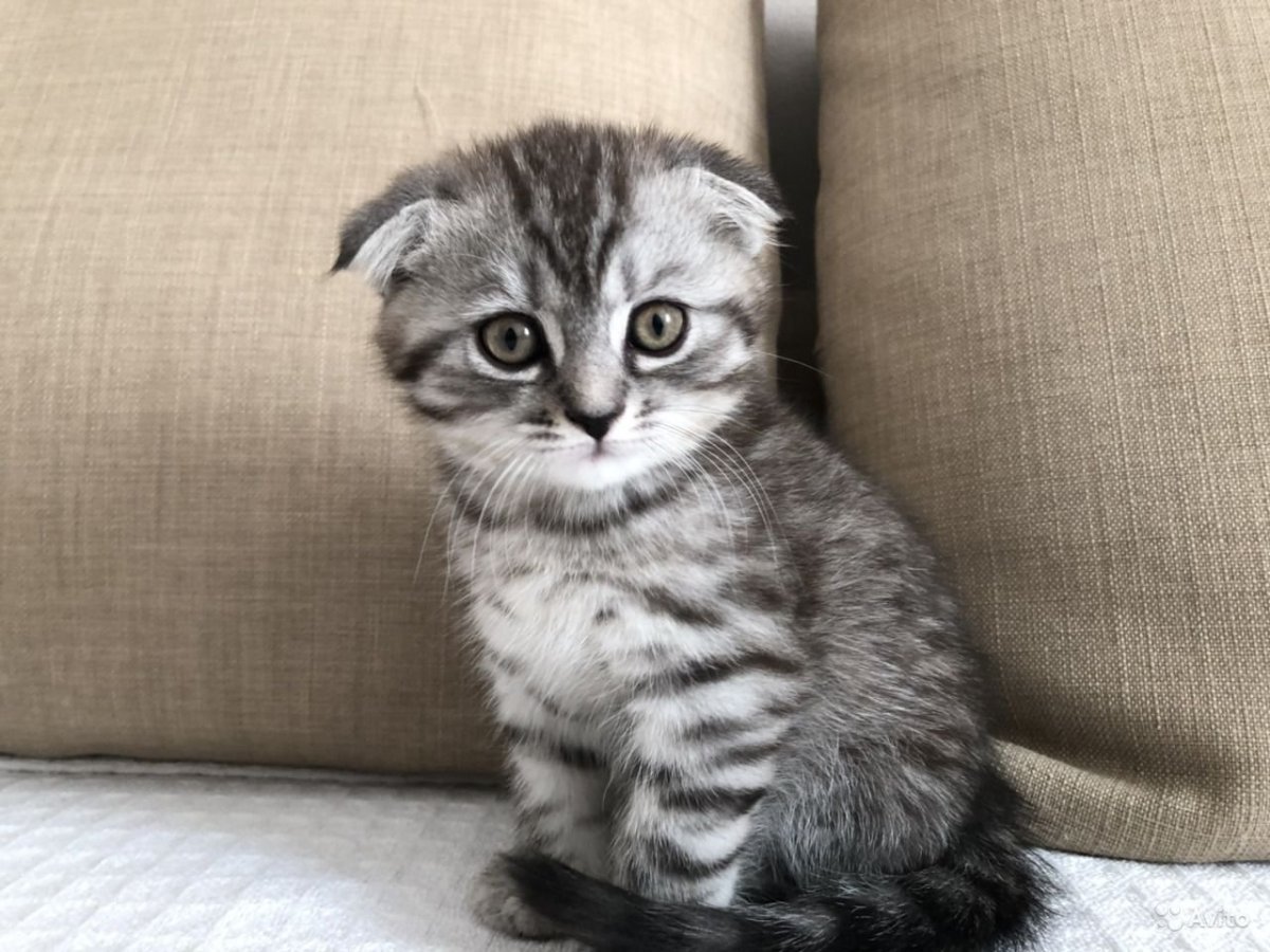 Шотландская вислоухая полосатая