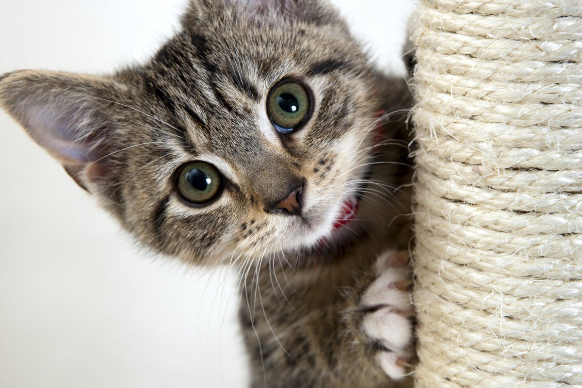 Котенок серо полосатый