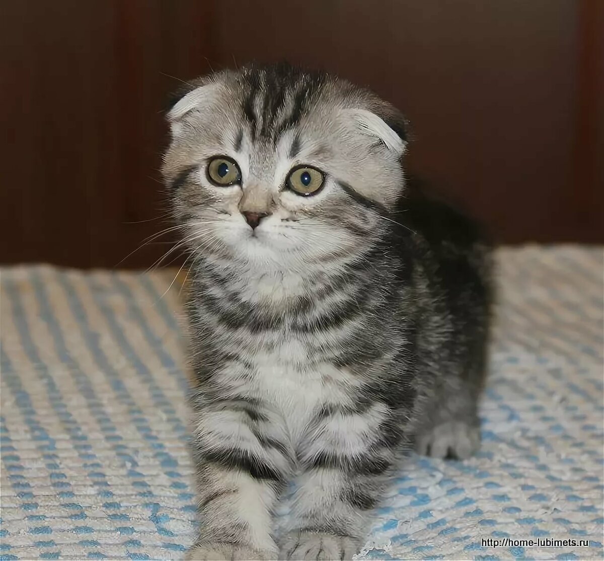 Скоттиш фолд котята полосатые