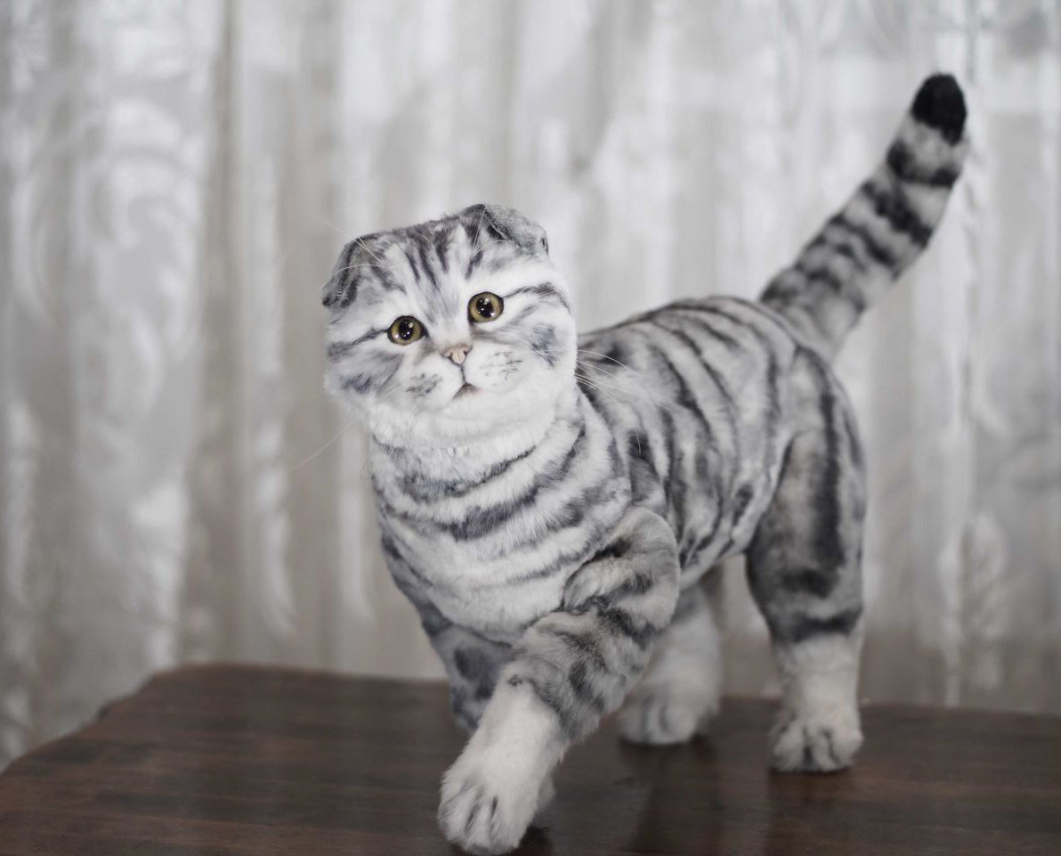 Скоттиш фолд полосатый вислоухий