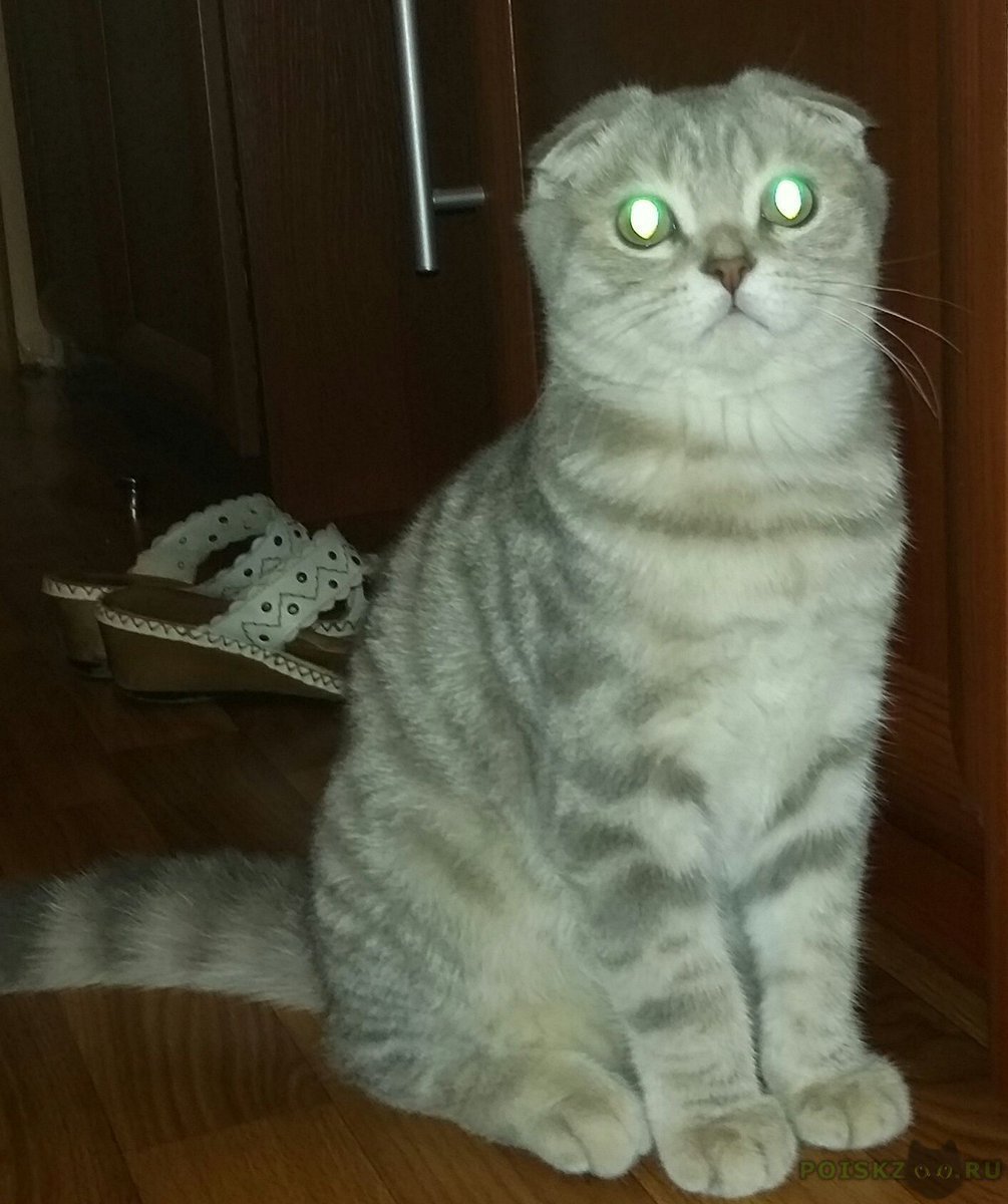 Серые вислоухие полосатые кошки шотландцы