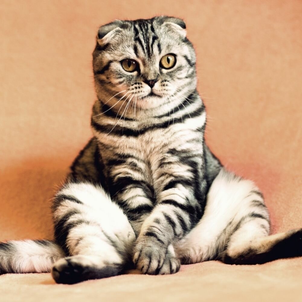 Вислоухий британец полосатый