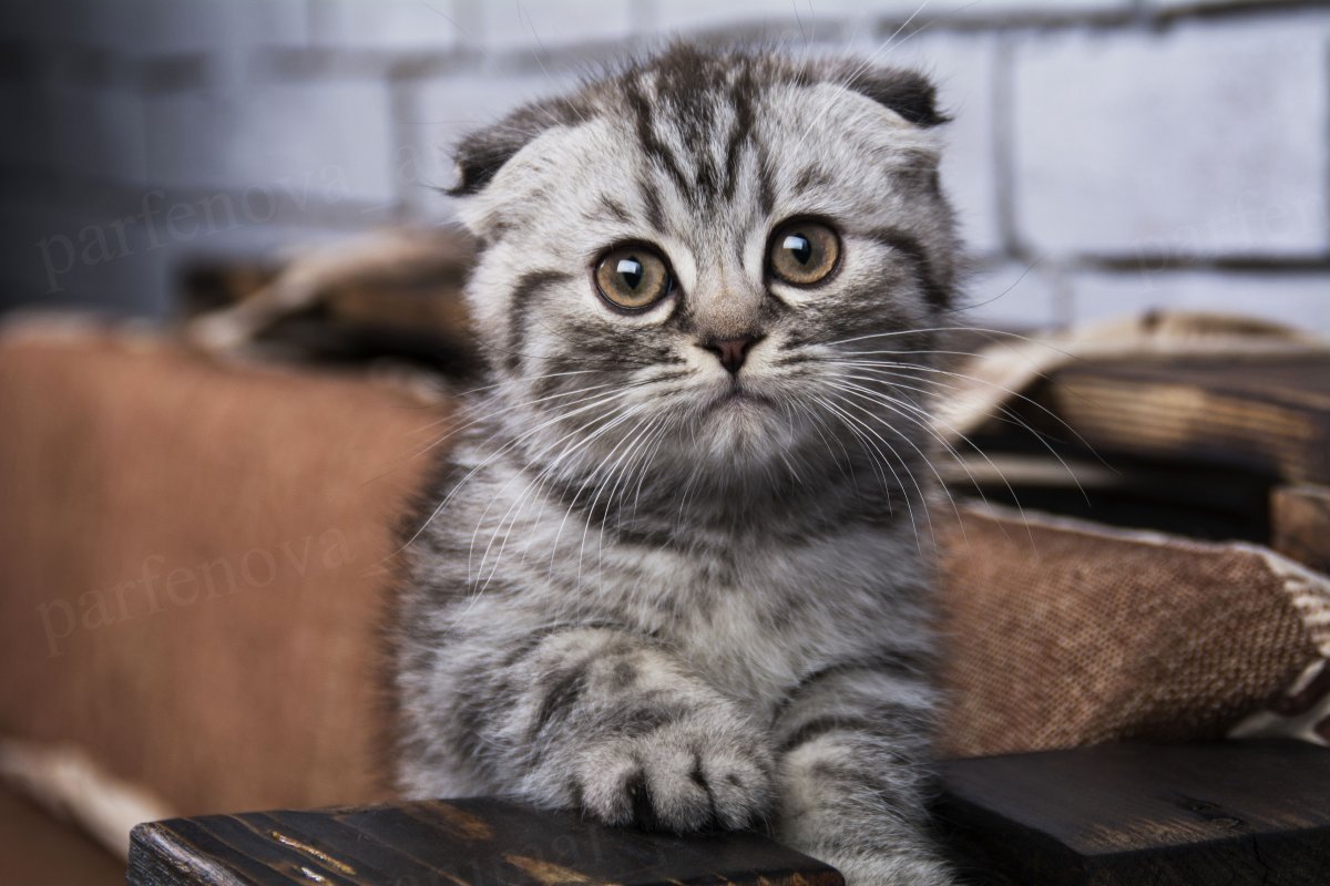 Сибирская вислоухая