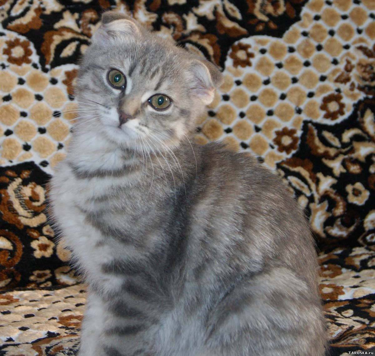 Британская кошка вислоухая серая полосатая