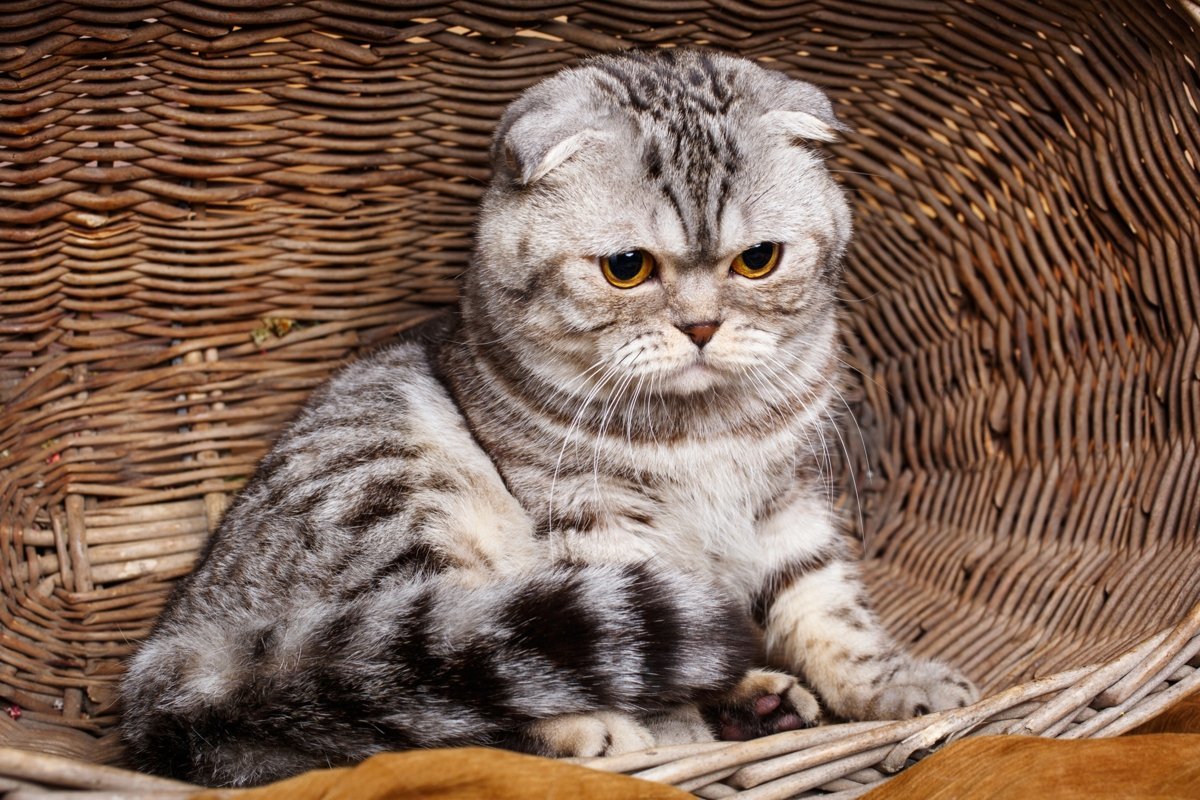 Шотландские вислоухие с жёлтыми полосками