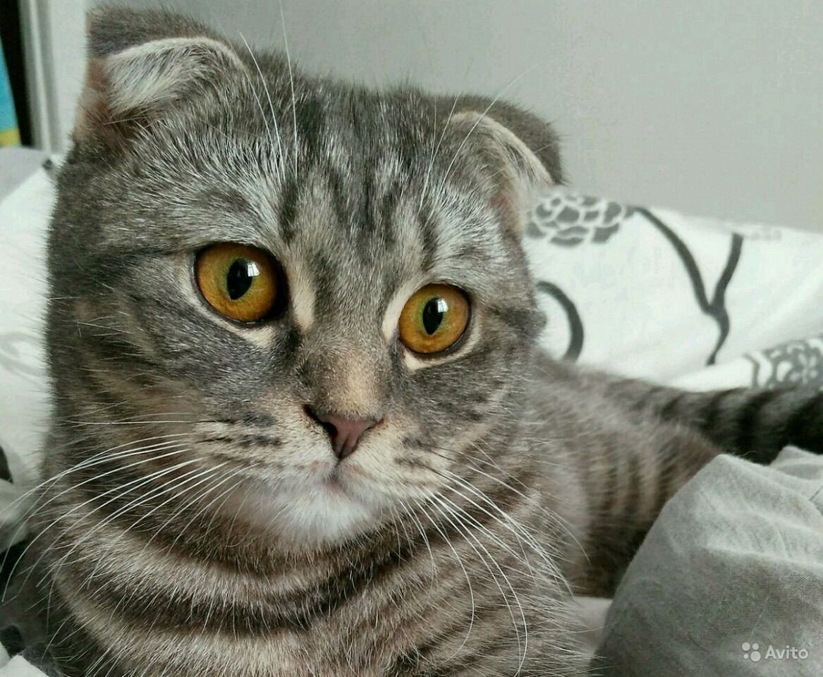 Шотландский вислоухий кот полосатый серый