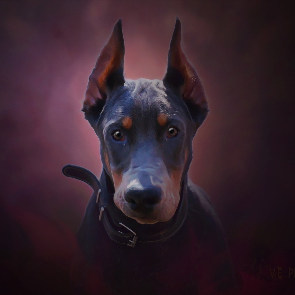 Доберман Фантом