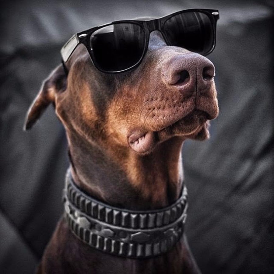 Доберман крутой