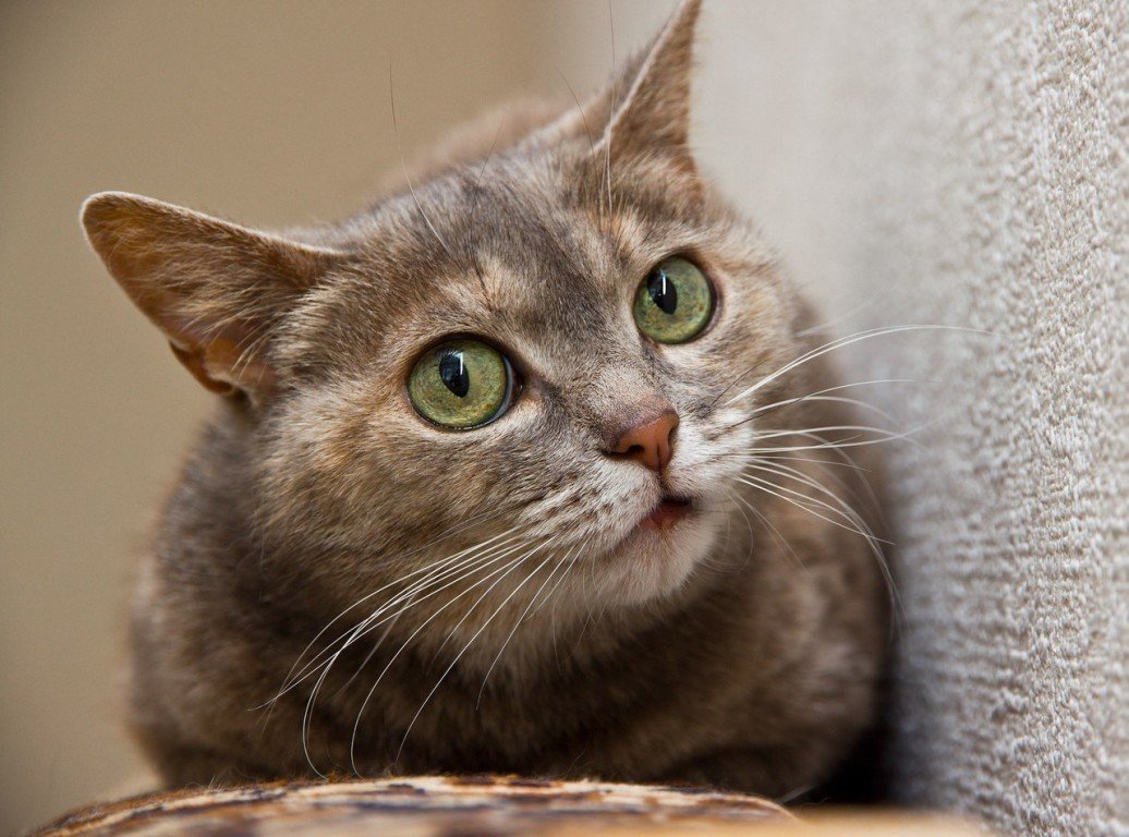 Кошка Шотландская метис голубокремовая