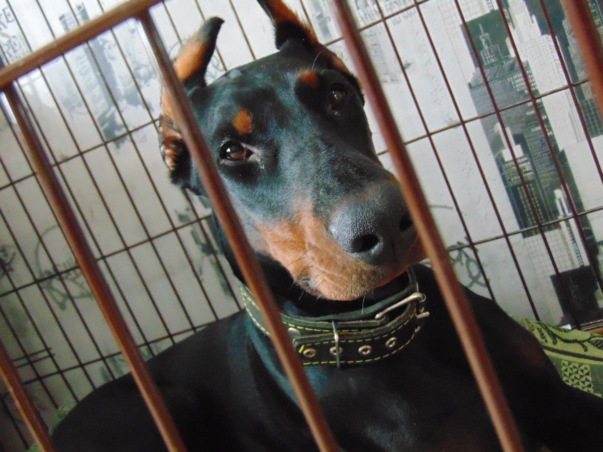 Щенок добермана в приюте