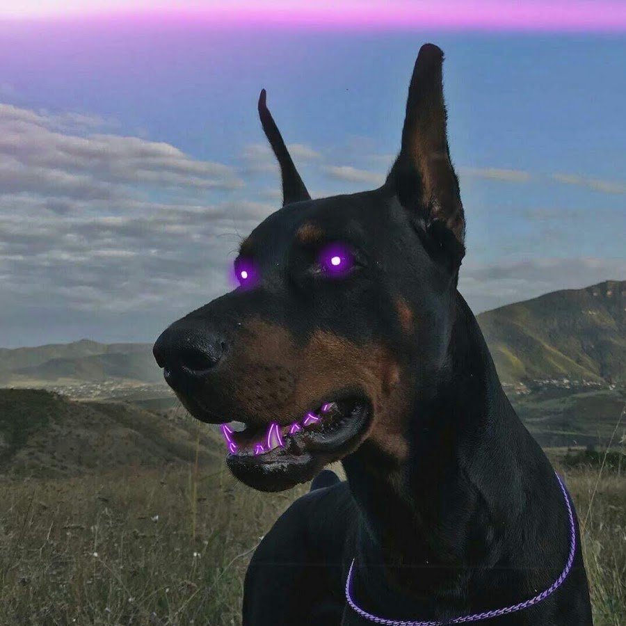 Лиловый Доберман