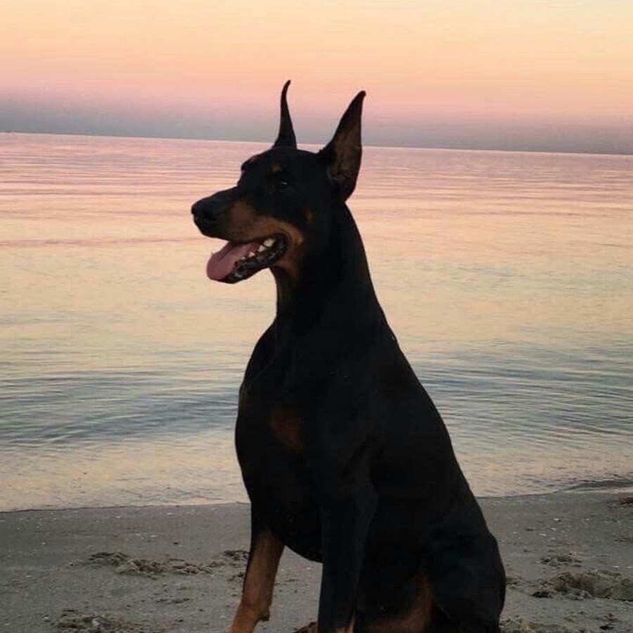 Доберман сохры