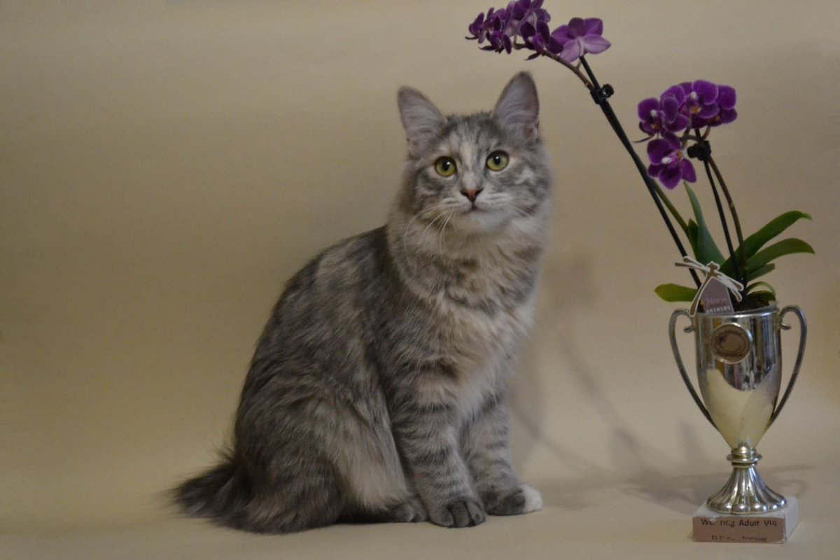 Голубокремовый черепаховый окрас