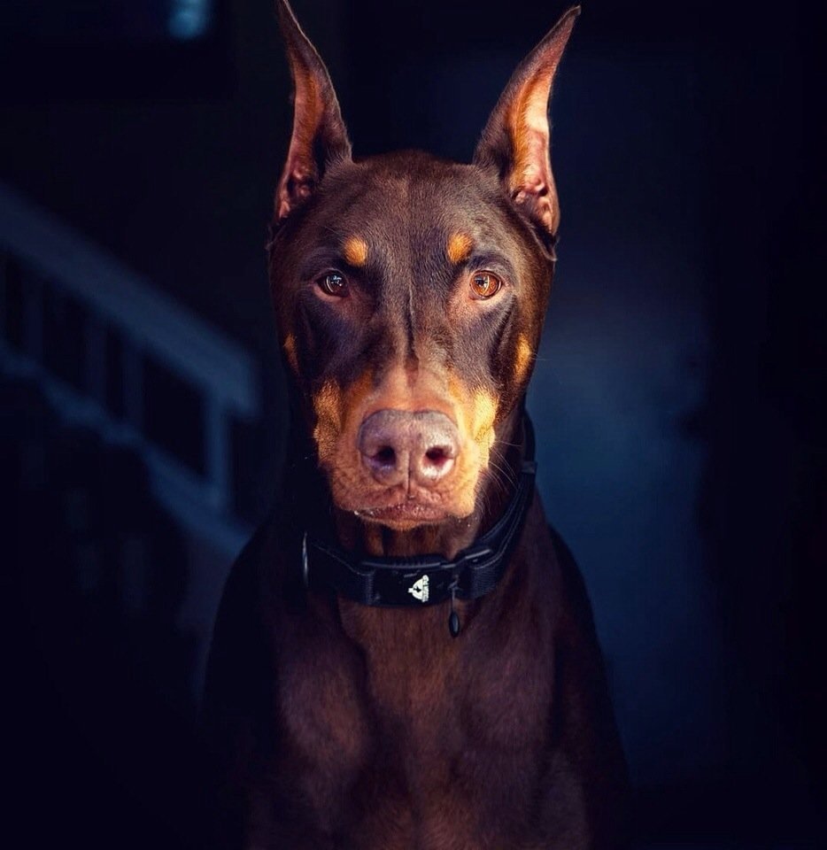 Намордник для добермана кожаный