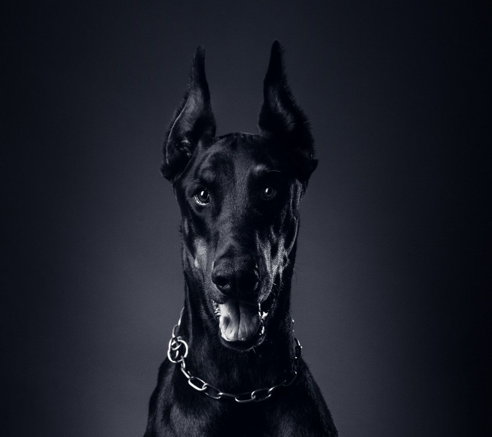 Чисто черный Доберман