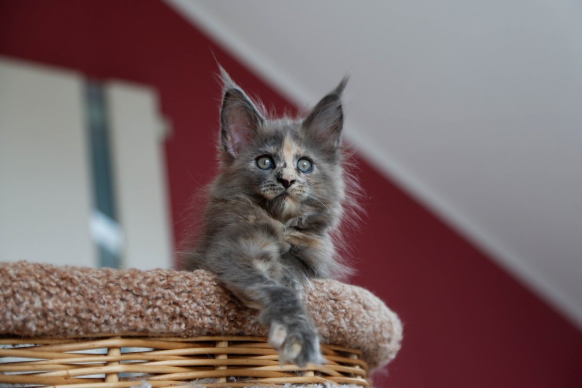 Голубокремовая черепаха Мейн кун