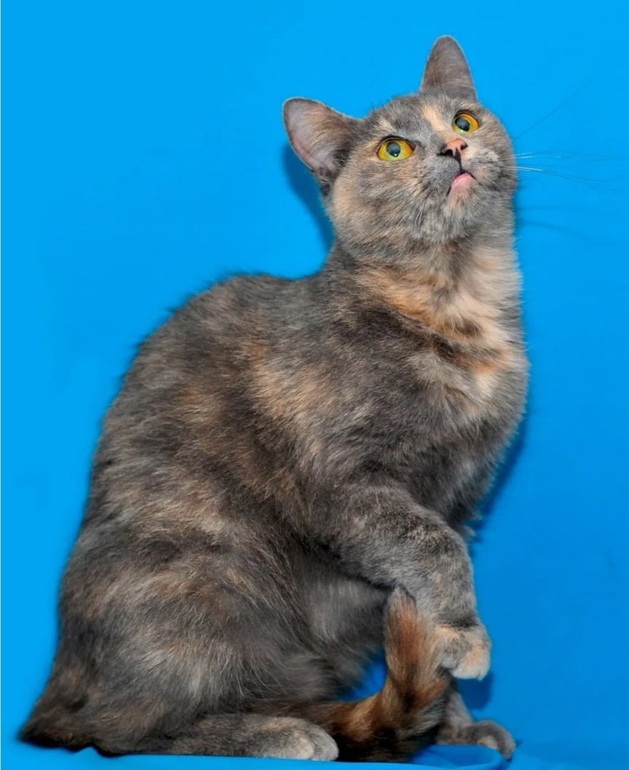 Голубокремовые кошки