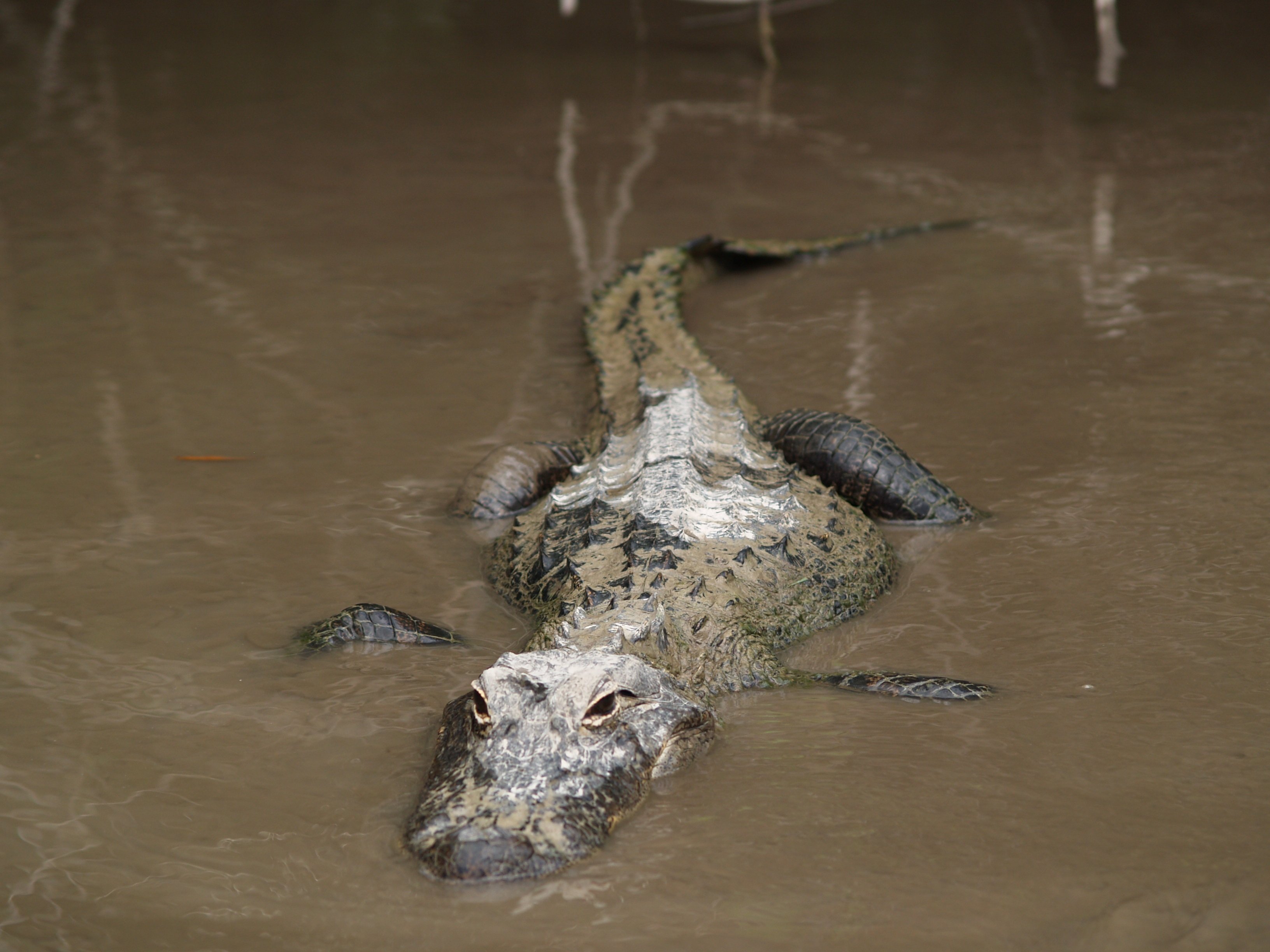 Крокодил в водоеме. Луизиана крокодилы. Эверглейдс крокодилы. Нильский крокодил Дикая природа. Крокодил в болоте.
