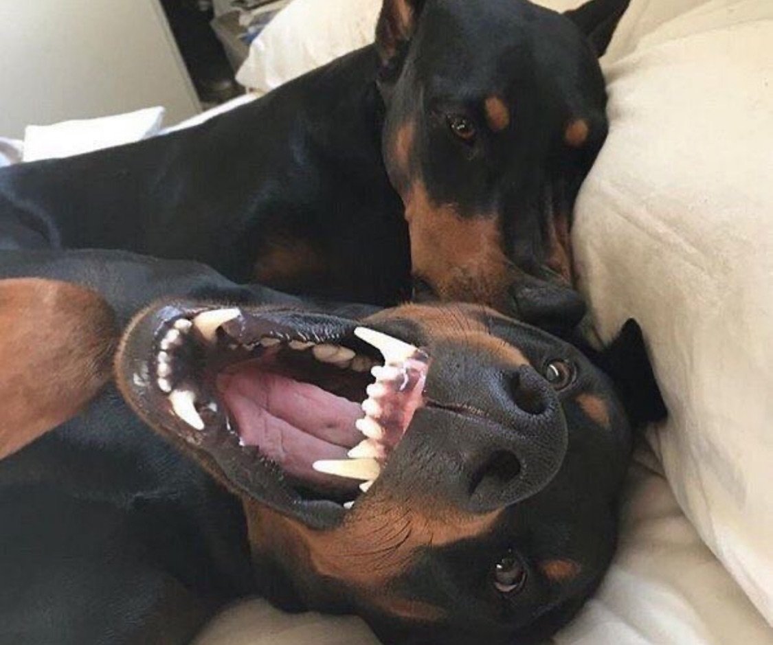 Доберманы обнимаются