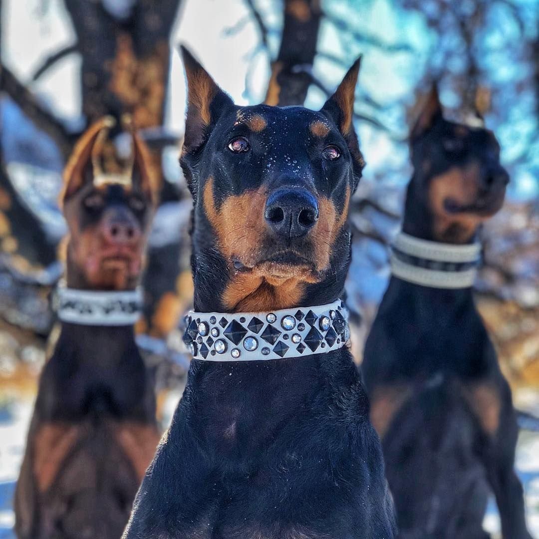 Доберман оффник