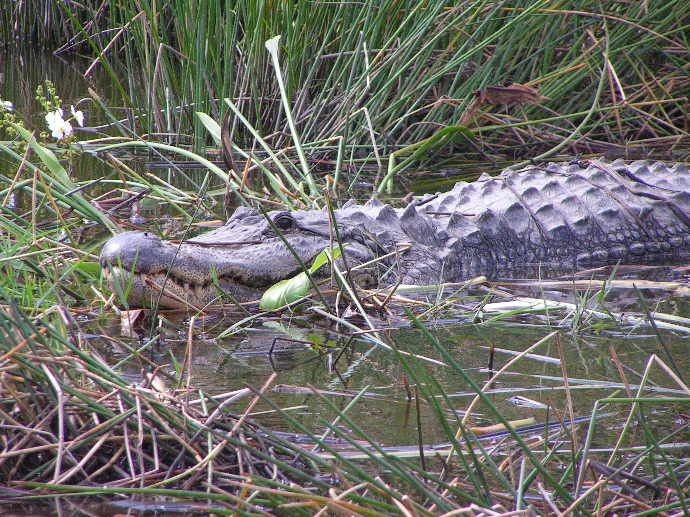 Крокодил в водоеме