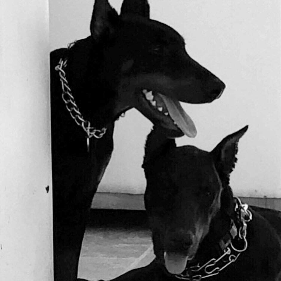 Доберман черный Эстетика