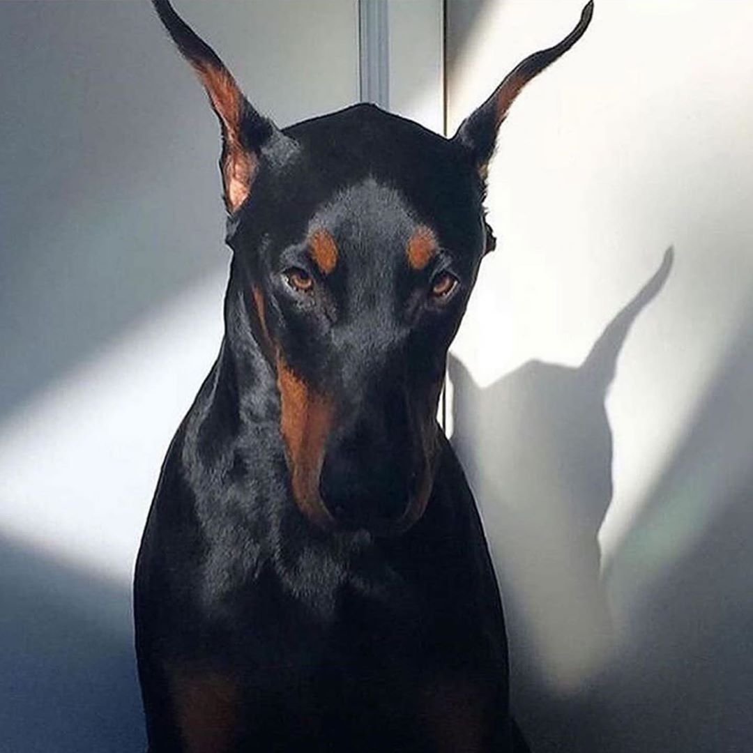 Доберман-пинчер Эстетика