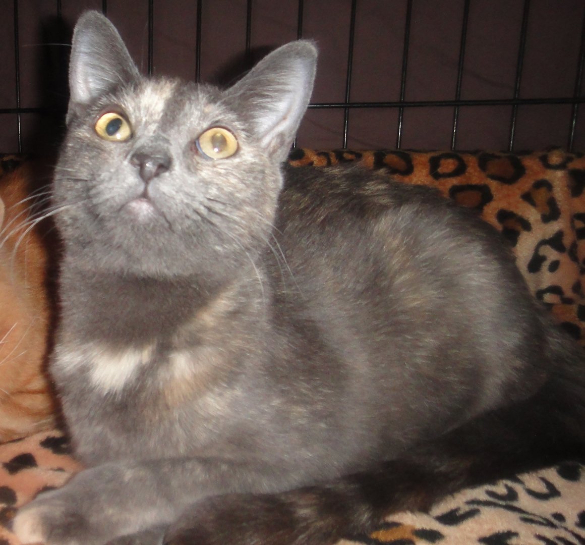 Курильский бобтейл черепаховый окрас