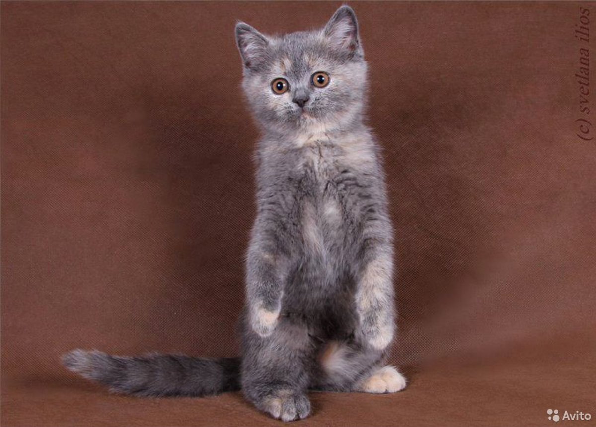 Мейн кун в 3 месяца голубокремовый