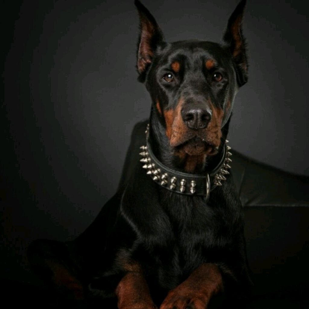 Доберман злой