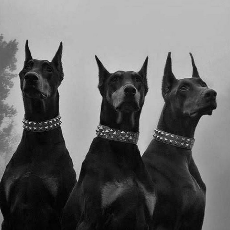 Доберманы Эстетика Баленсиага