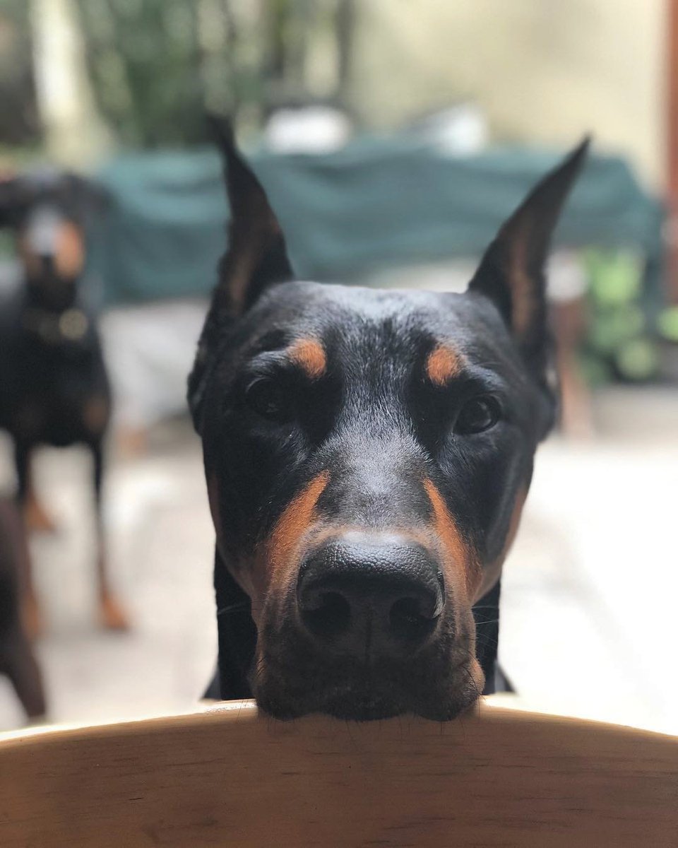 Нападающий Доберман