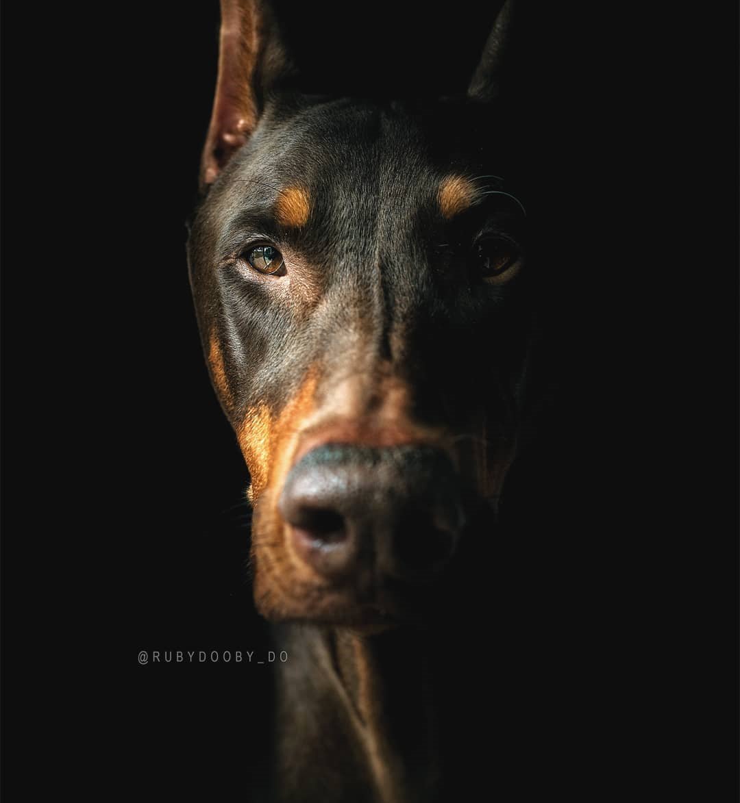 Доберман и кролик