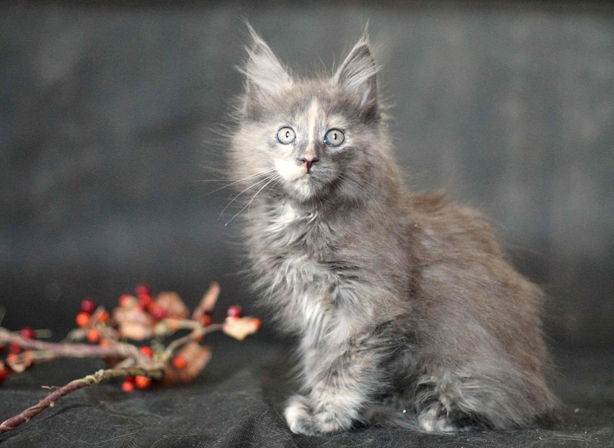 Взгляд задумчивый кошечки