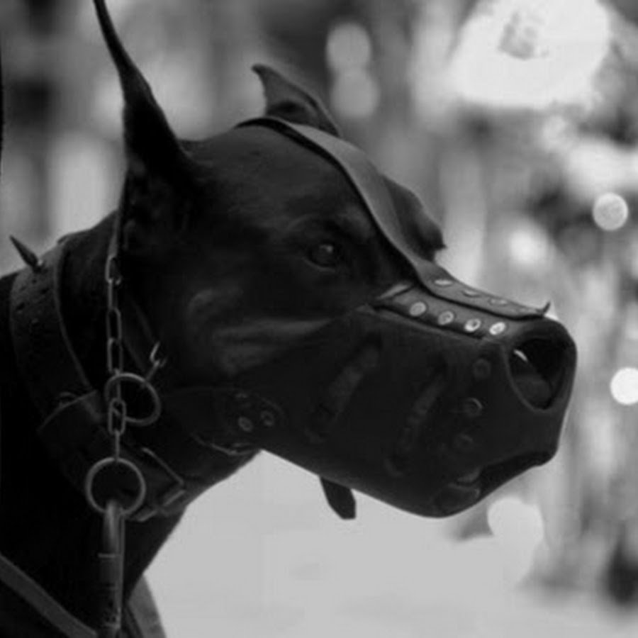 Доберман в очках