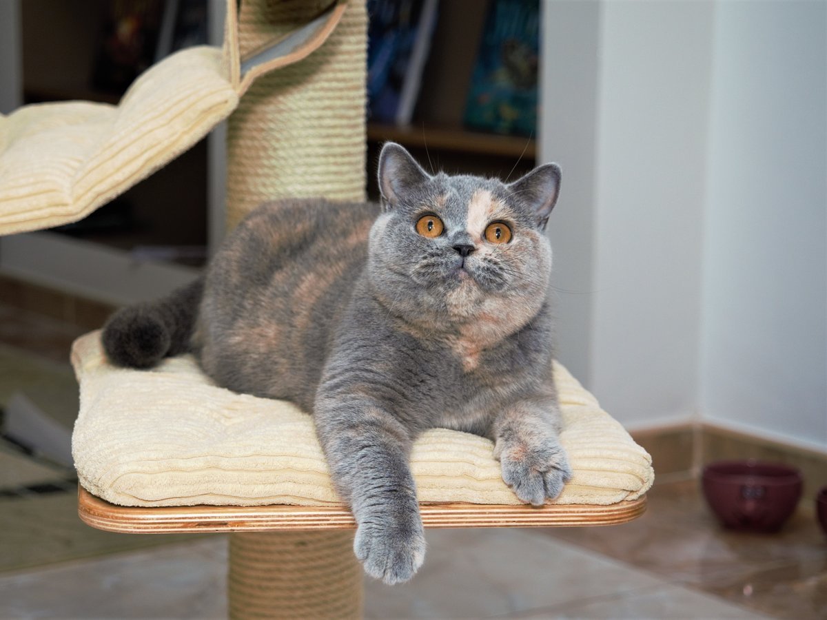 Черный тикированный окрас Мейн кун