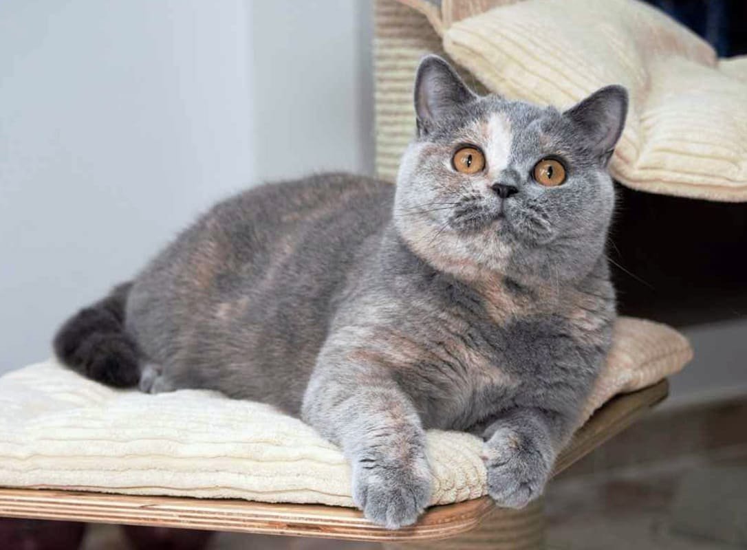 Факты о британской короткошерстной кошки
