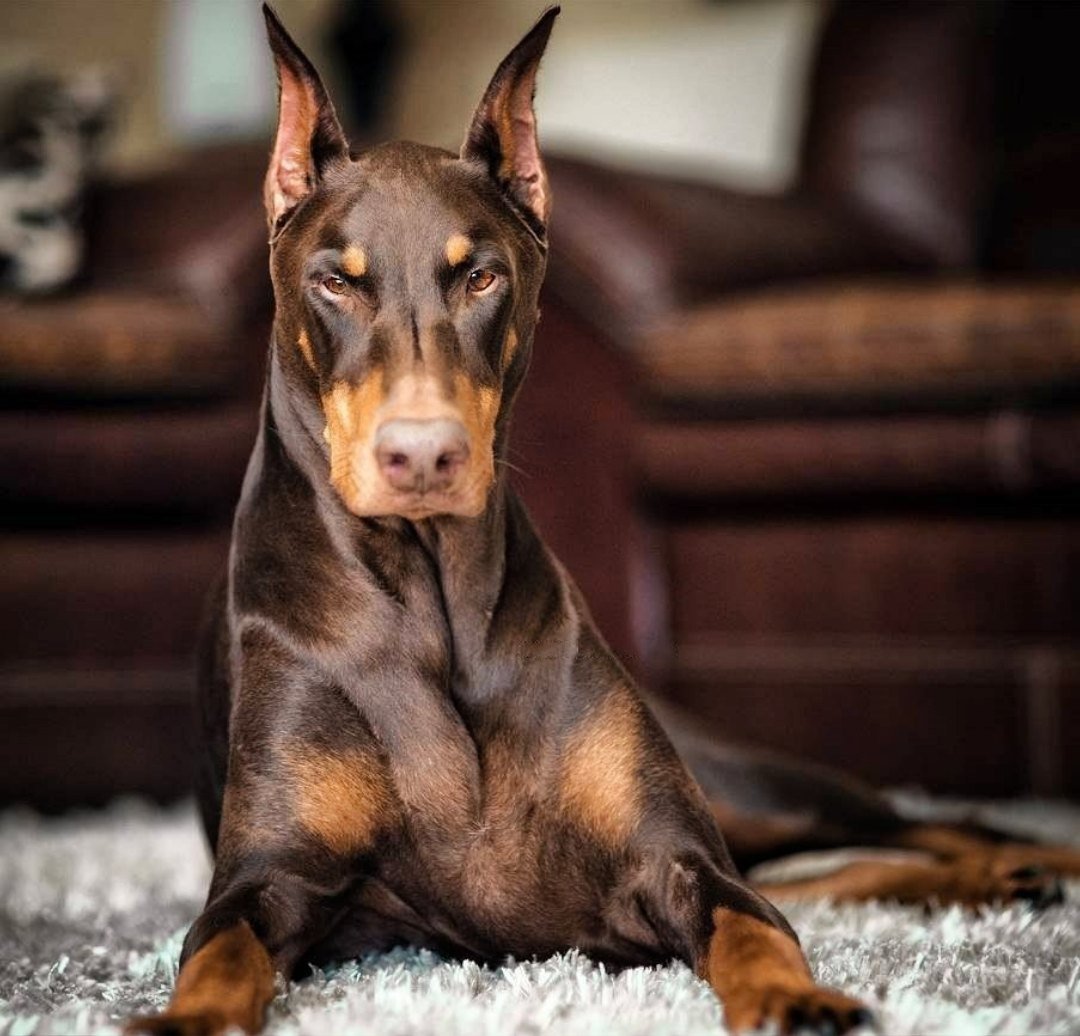 Маешка из соьора