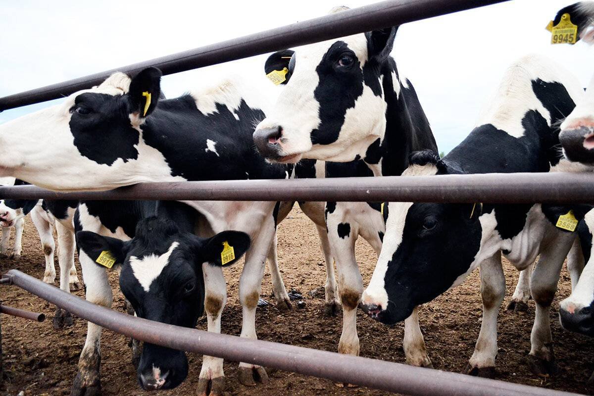 Черно-пестрая Голштинизированная порода коров