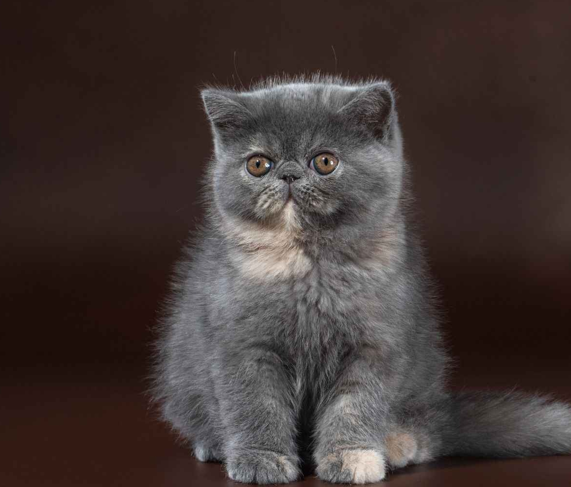 Голубокремовая черепаха Британская кошка