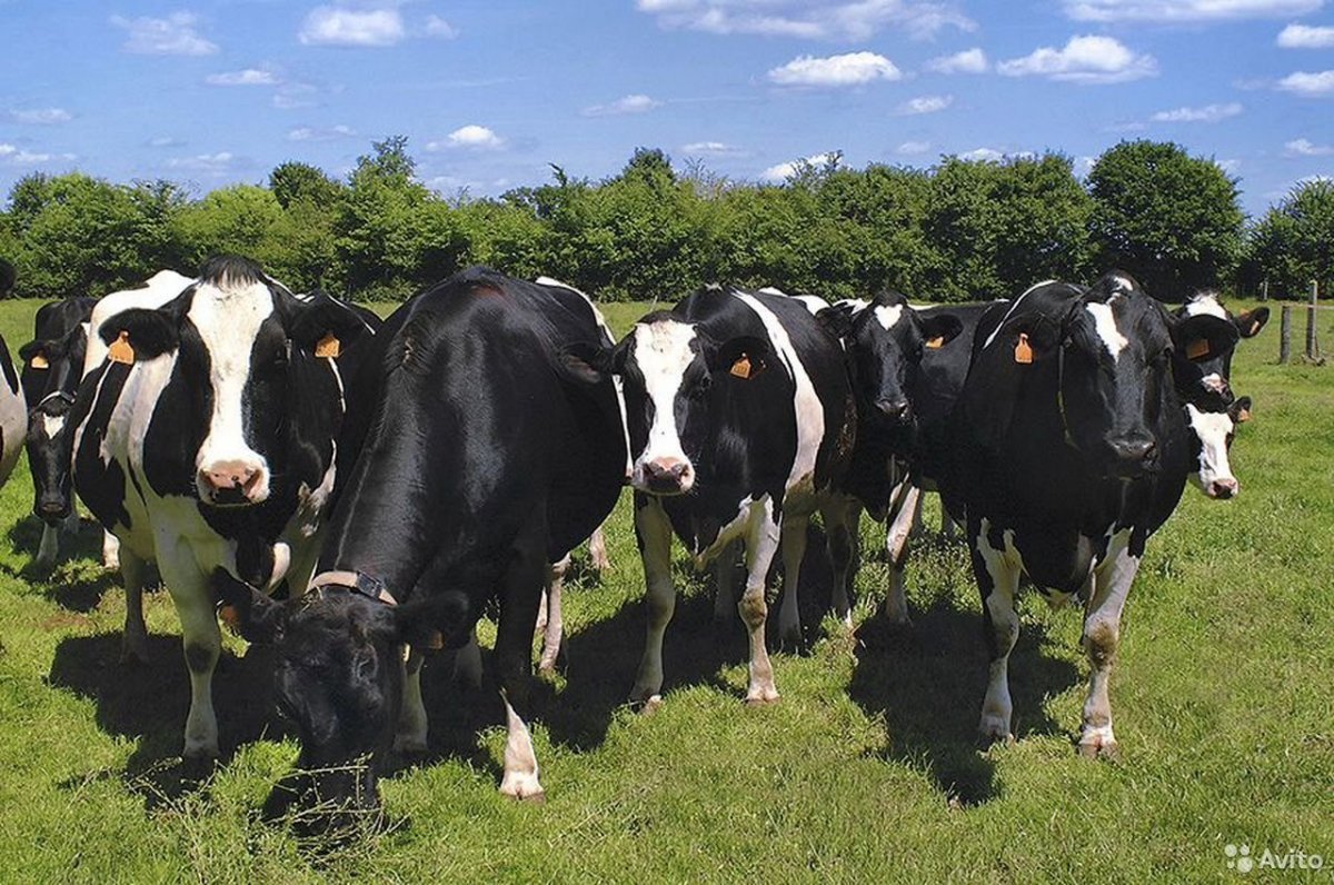 Порода Гольштейн бычки