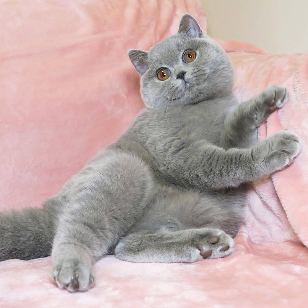 Породы кошек с описанием