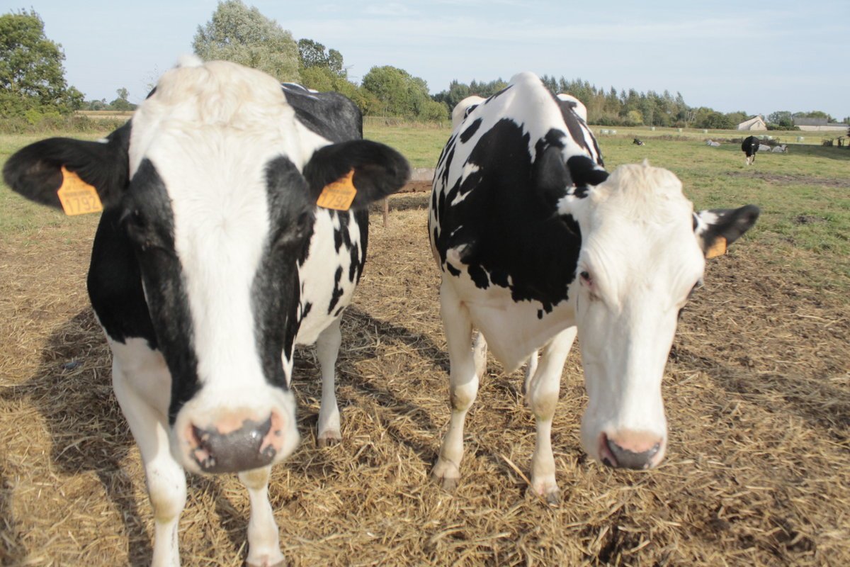 Гольштейн порода коров