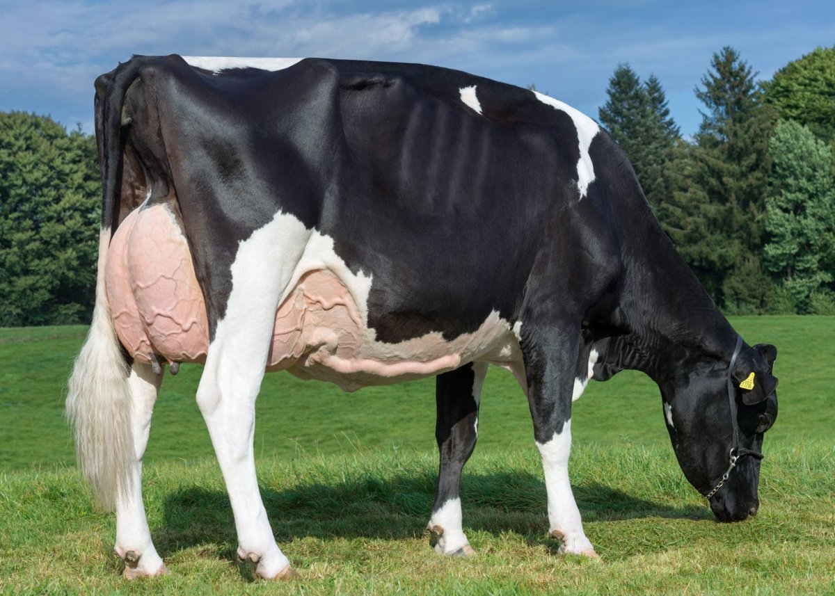 Селекция коров голштинской породы