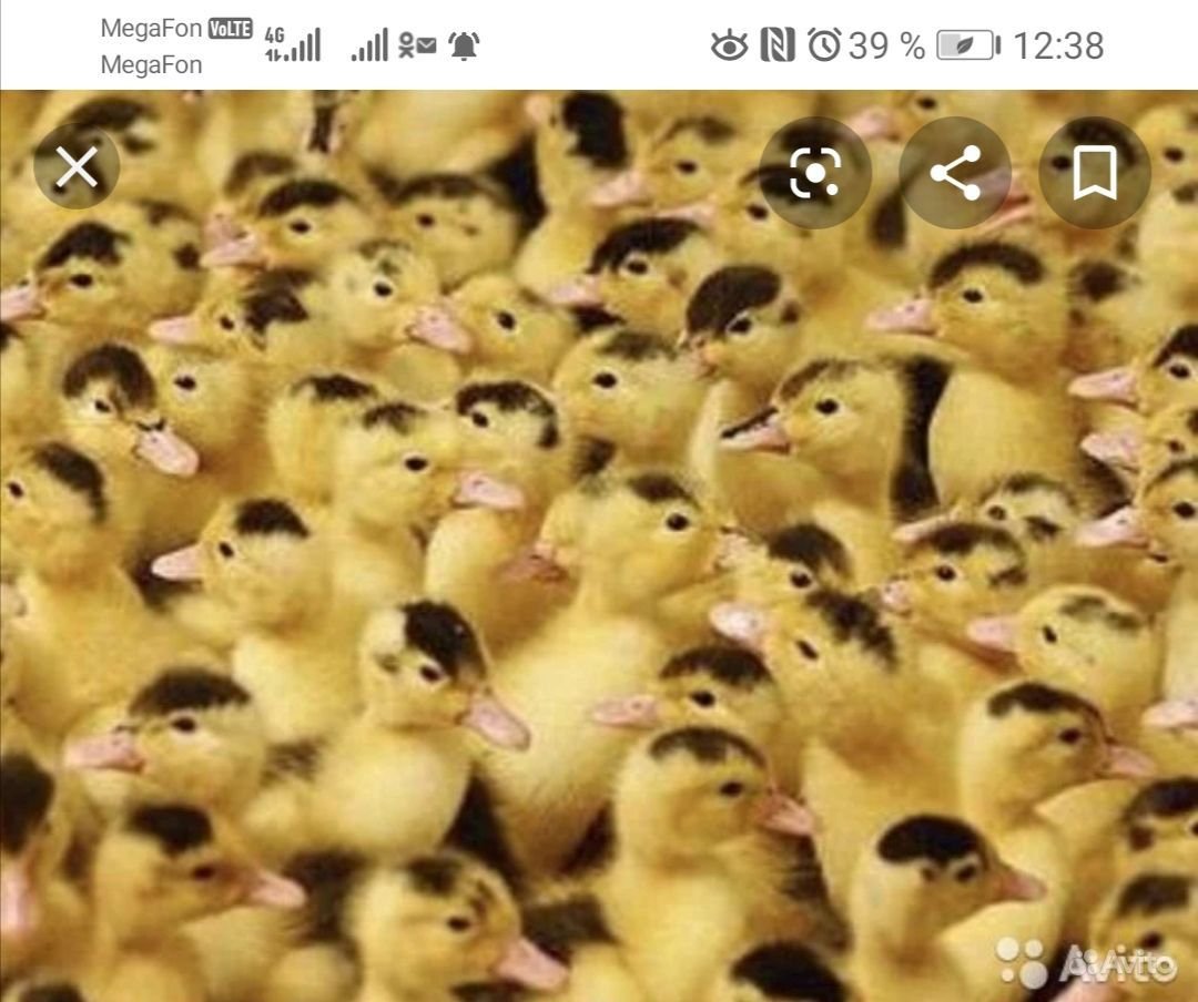 Гусь с гусятами