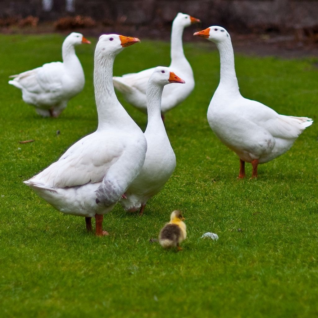 Где можно купить мулардов